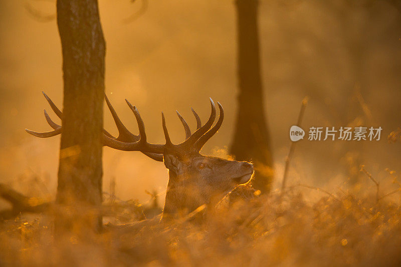 红鹿(Cervus elaphus)